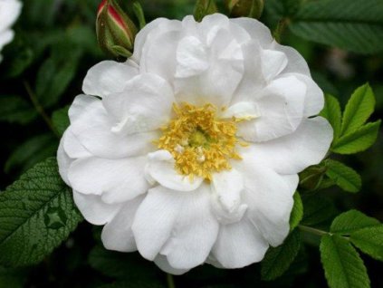 Ruža 'Henry Hudson'