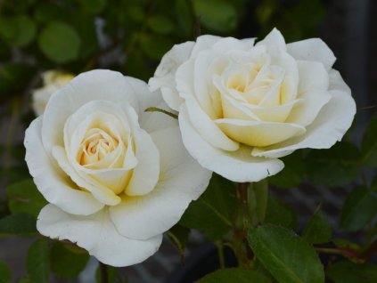 Ruža 'J.P. Connell'