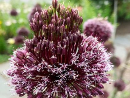 Cesnak 'Forelock'