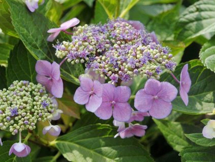 Hortenzia kalinolistá 'Lacecap' mix