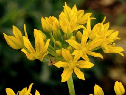 Cesnak 'Moly Luteum'