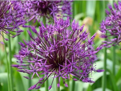 Cesnak 'Purple Rain'