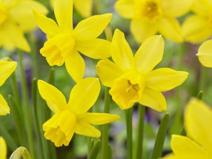 Narcis 'Yellow Sailboat'