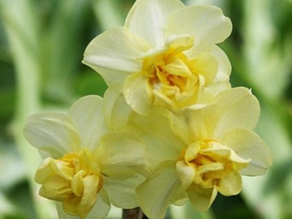 Narcis 'Yellow Cheerfulness'
