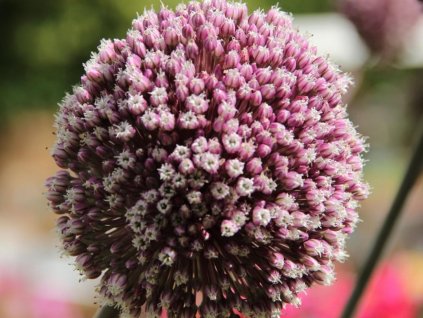 Cesnak 'Summer Drummer'