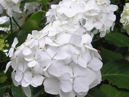 white hortenzie