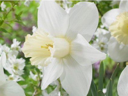 Narcis 'Watch Up'