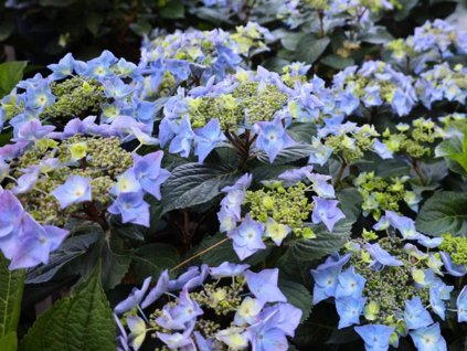 Hortenzia kalinolistá  Endless Summer 'Pop Star' Blue