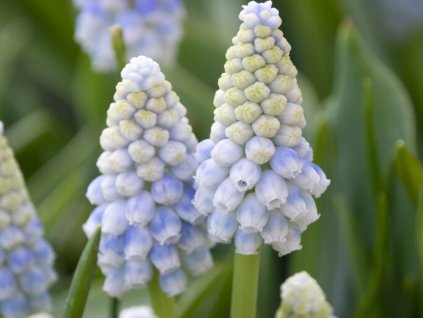 Modrenec 'Alaska'