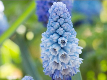 Modrenec 'Azureum Blue'
