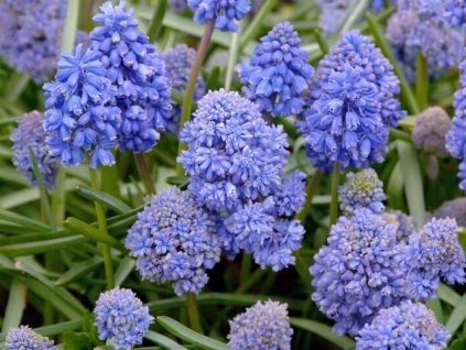 Modrenec 'Blue Spike'