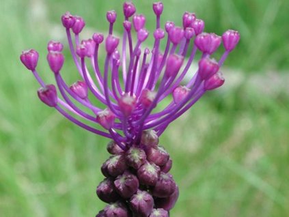 Modrenec chocholatý