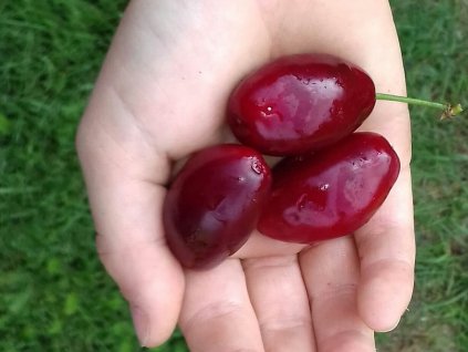 Drieň jedlý macrocarpa