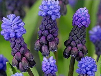 Modrenec širokolistý