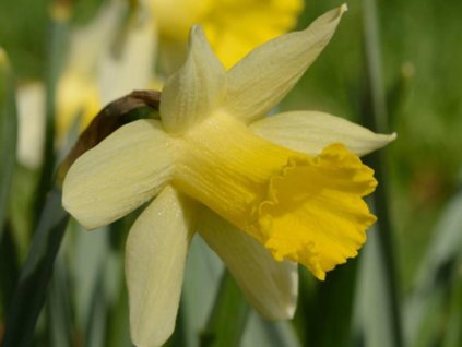 Narcis 'Topolino'