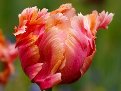 Tulipán 'Amazing Parrot'