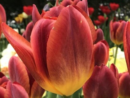 Tulipán 'Amberglow'