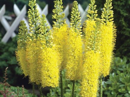 Fakľa 'Yellow Giant'