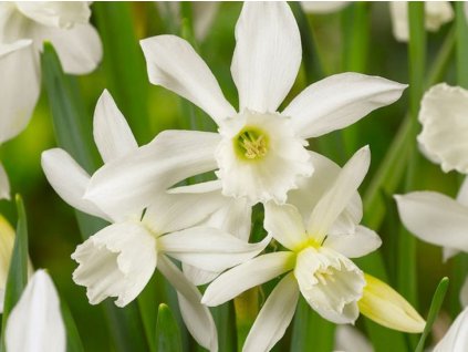 Narcis 'Thalia'