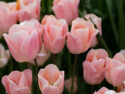 Tulipán 'Apricot Beauty'