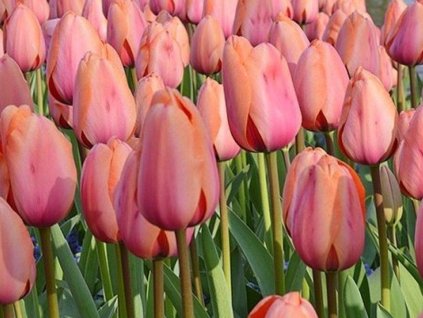 Tulipán 'Apricot Impression'