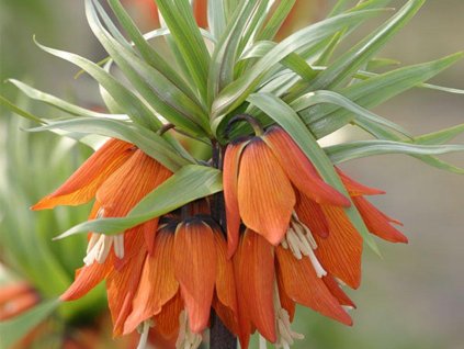 Rebčík kráľovský 'Garland Star'