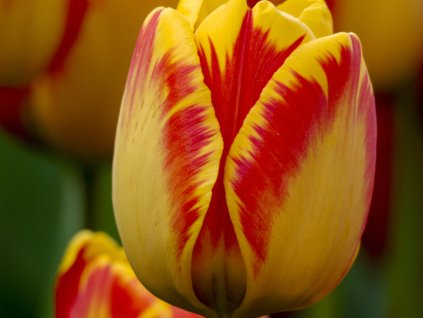 Tulipán 'Banja Luka'