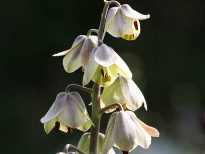 Rebčík perzský 'Green Dreams'