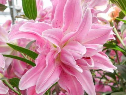 Ľalia 'Lotus Elegance'