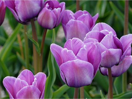 Tulipán 'Bleu Aimable'