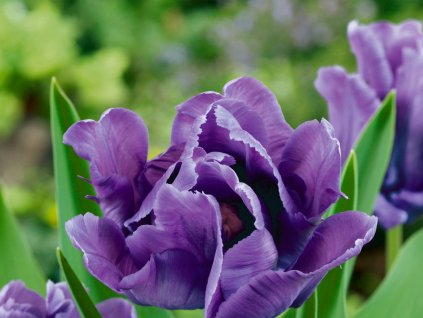 Tulipán 'Blue Parrot'