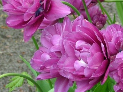 Tulipán 'Blue Spectacle'