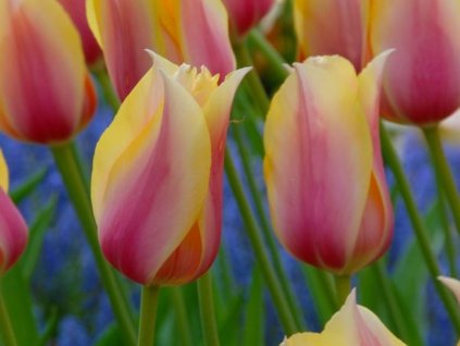 Tulipán 'Blushing Lady'