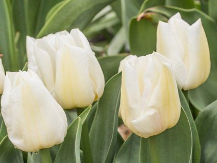 Tulipán 'Calgary'