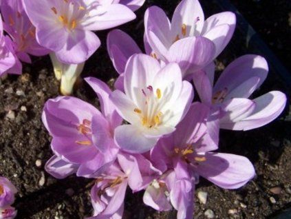 byzanticum