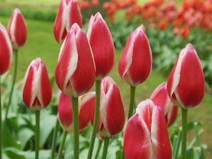 Tulipán 'Candy Apple Delight'