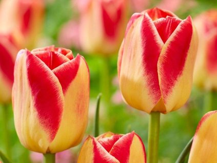 Tulipán 'Candy Corner'