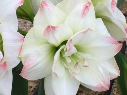 Amarylis 'Amadeus Candy'