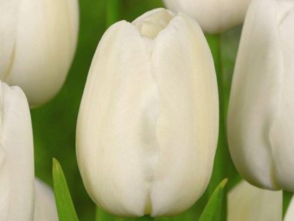 Tulipán 'Catherina'