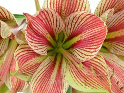 exotic star