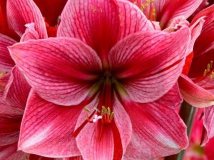 Amarylis 'Gervase'