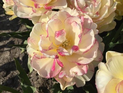 Tulipán 'Double Shake'