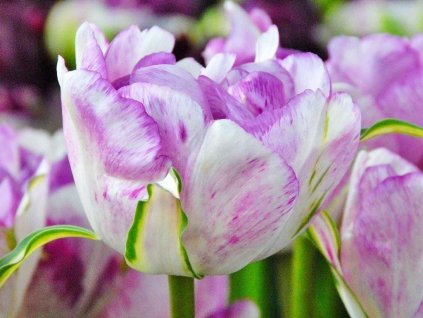 Tulipán 'Double Shirley'