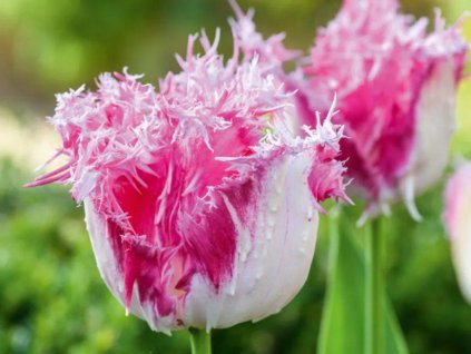Tulipán 'Drakensteyn'