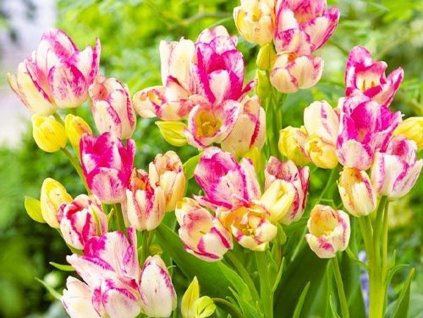 Tulipán 'Dream Club'