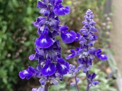 Šalvia pomúčená 'Sallyfun Deep Ocean' - Salvia farinacea 'Sallyfun Deep Ocean'