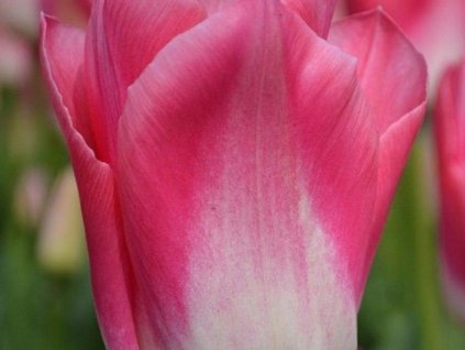 Tulipán 'Dynasty'