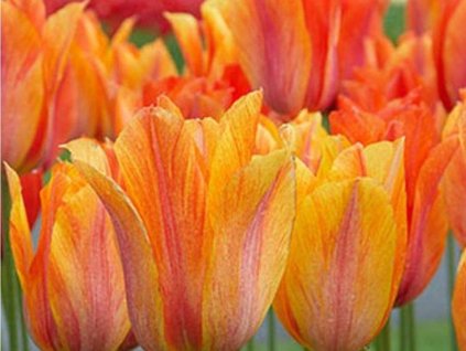 Tulipán 'El Nino'