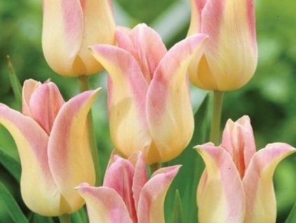 Tulipán 'Elegant Lady'