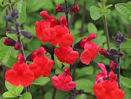 Šalvia Greggoa 'Royal Bumble' - Salvia greggii 'Royal Bumble'